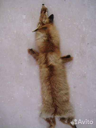 Выделанная шкуры рыжей лисы