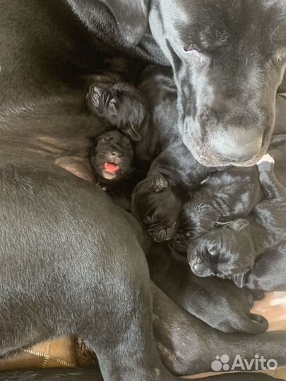 Щенки кане корсо