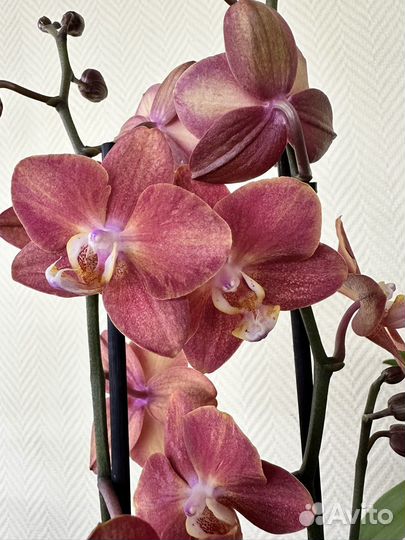 Орхидея фаленопсис Горизонт