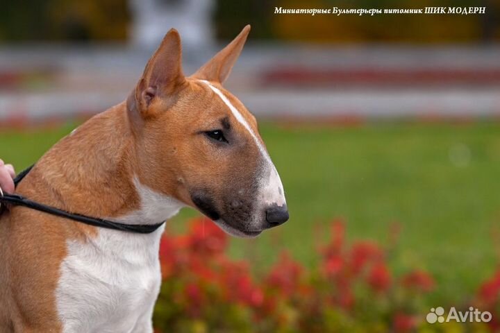 Миниатюрный бультерьер