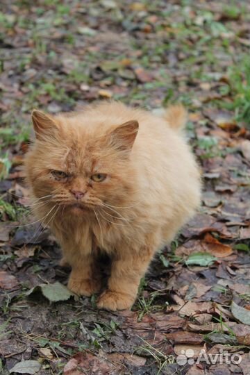 Брошен хозяевами