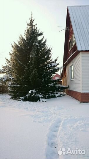Ёлка живая
