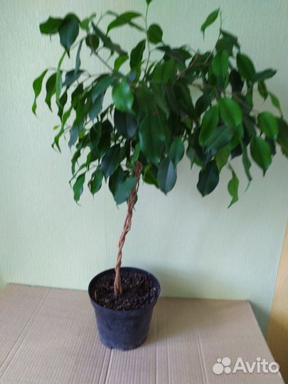 Фикус бенджамина