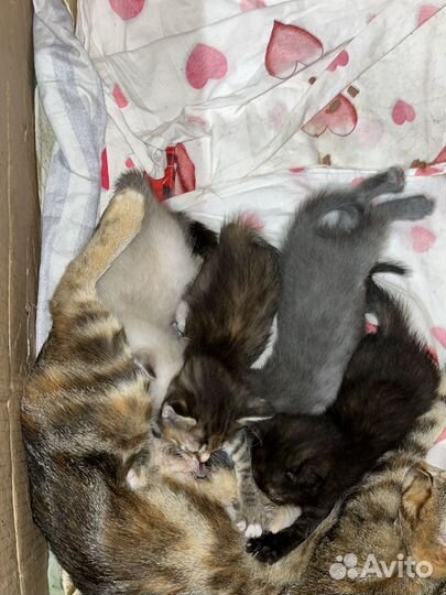 Отдам котеночка