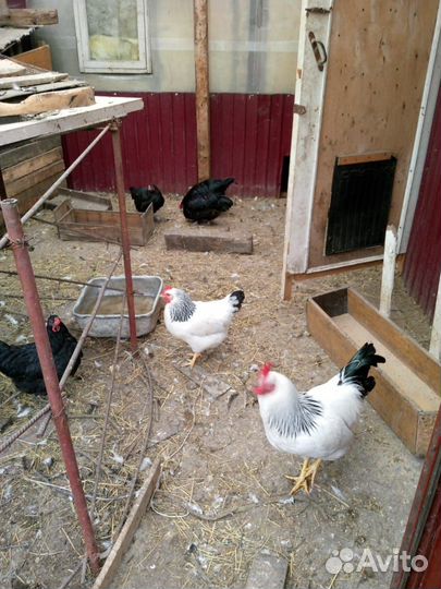 Куры петухи