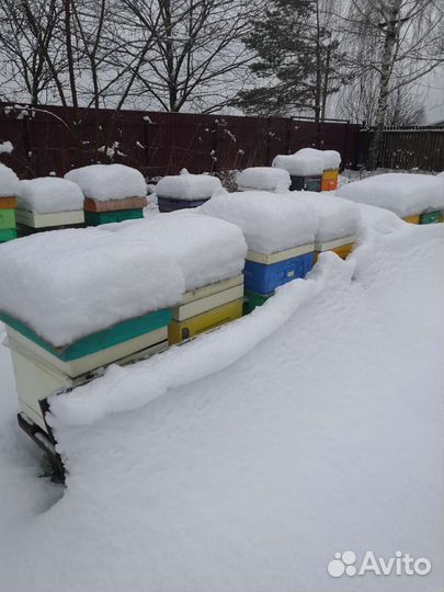 Племенные ио Матки