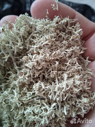 Олений мох. Ягель