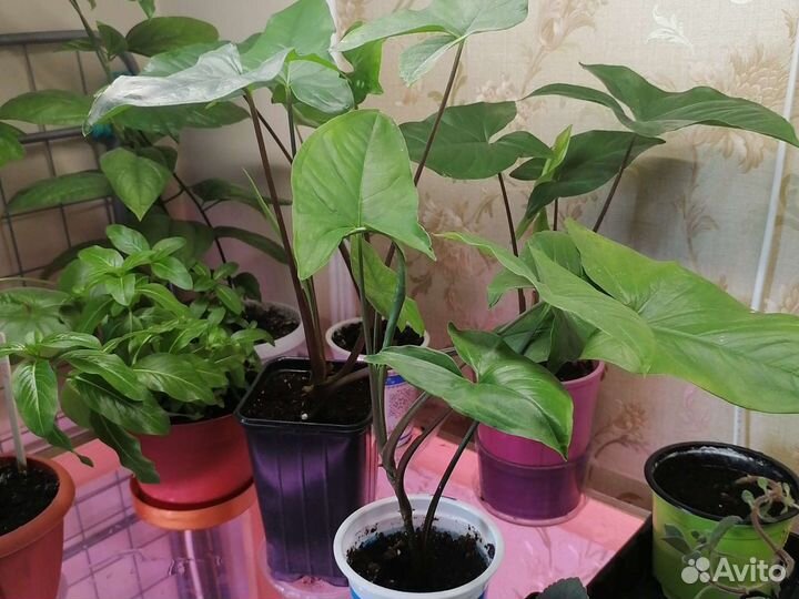 Комнатные цветы