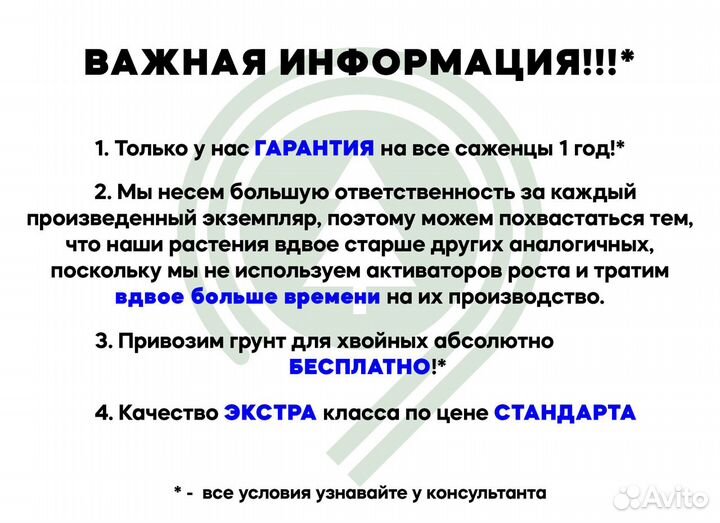 Туя Брабант экстра из питомника