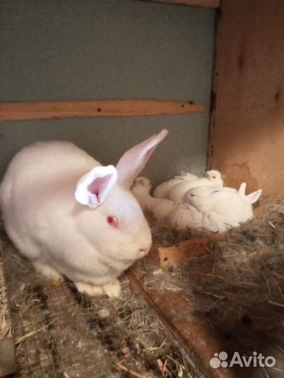 Кролики мясных пород