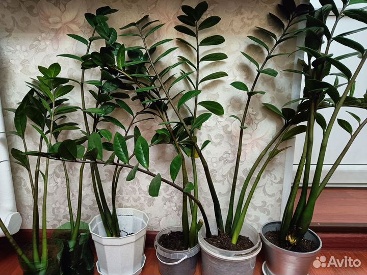 Замиокулькас