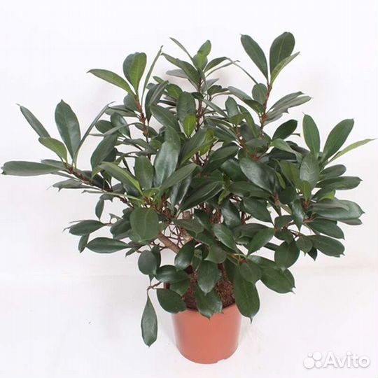 Фикус бокальчатоприлистниковый