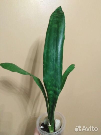 Сансевиерии Сортовые и Суккуленты Часть 1