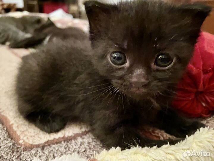 Котята в дар