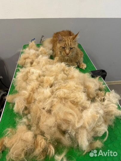 Груминг собак и кошек(экспресс линька, стрижка)