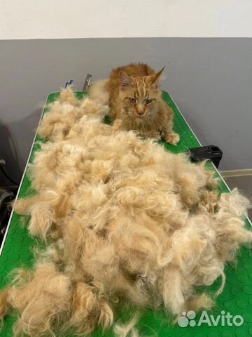 Груминг собак и кошек(экспресс линька, стрижка)