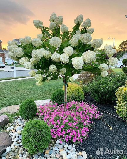 Гортензия метельчатая Скайфолл и др