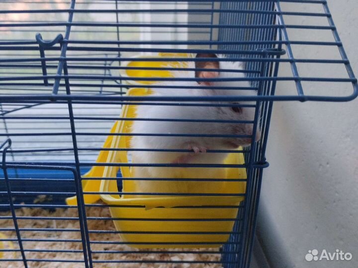 Сирийский хомяк