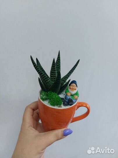 Кружечки с хавортией, с другими суккулентами