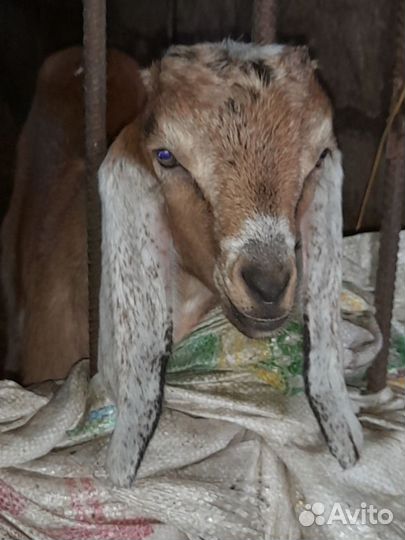 Англо нубийский козел
