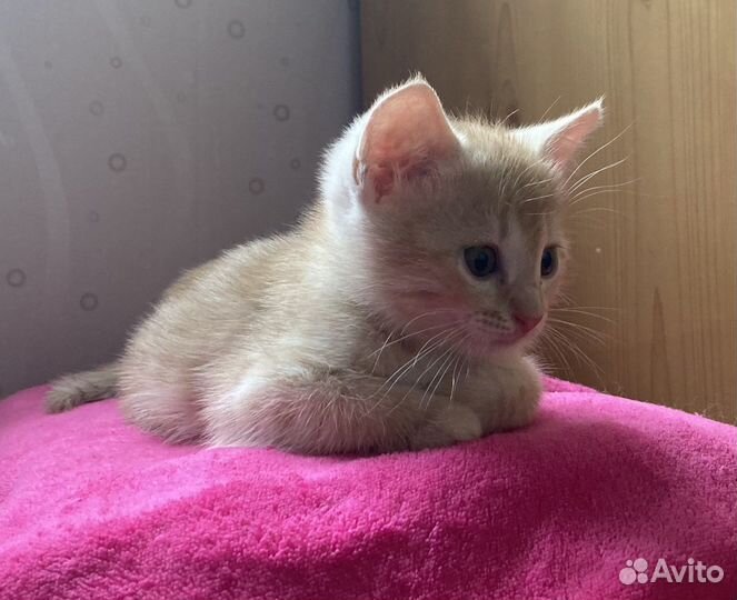 Котята в добрые руки приучены к лотку