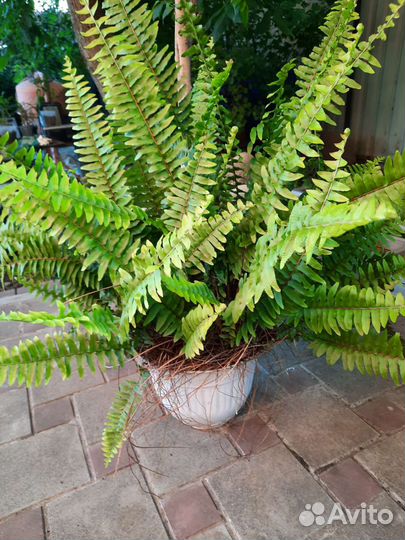 Папоротник