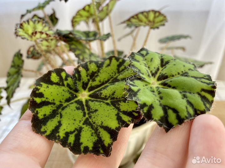 Домашний цветок Бегония тигровая - 2 шт