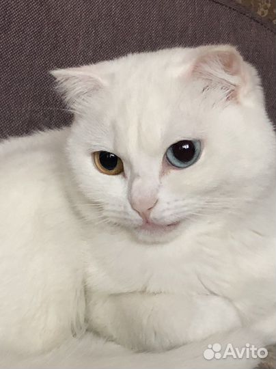 Вязка кошечка