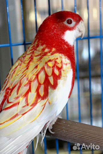 Попугай розелла