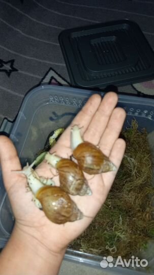 Улитки ахатины