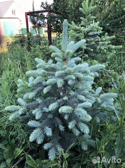 Голубые(сизые) ели