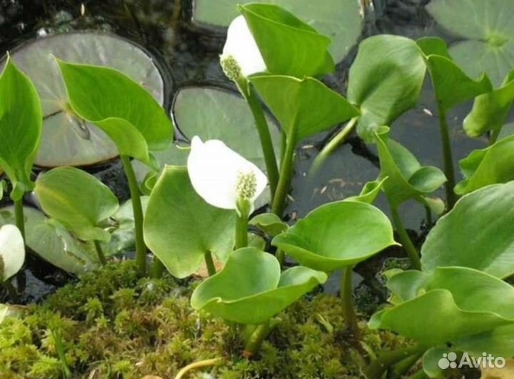 Белокрылка болотная (водная Калла)