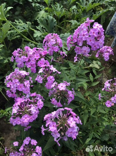 Флоксы, бадан