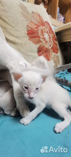 Ориентальная