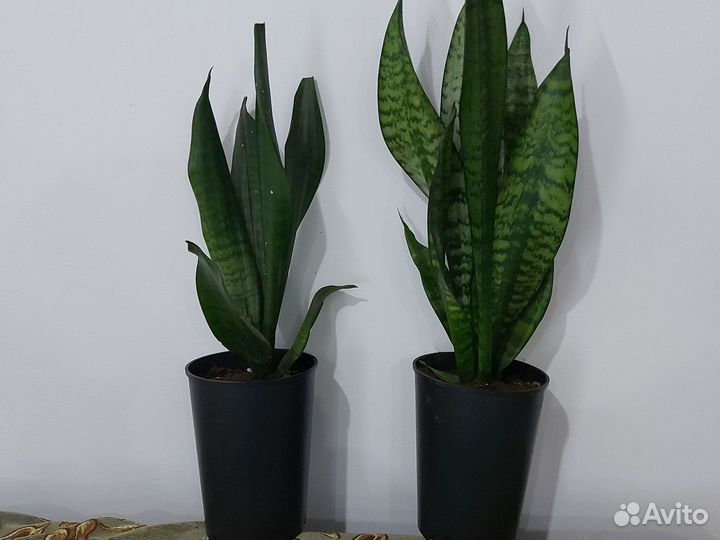 Сансевиерия