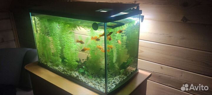 Аквариум на 60 литров