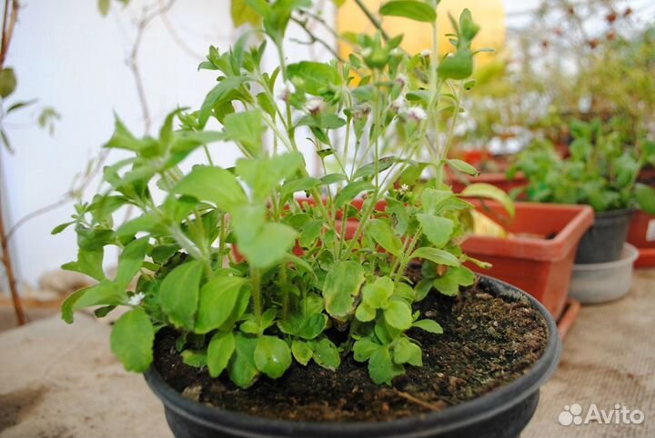 Галега, гинура, липпия, расторопша против диабета