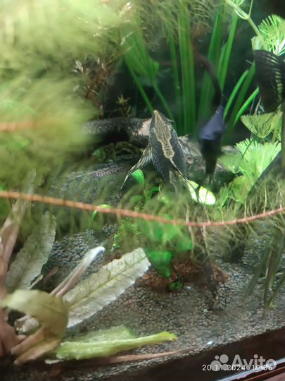 Стурисома панамская