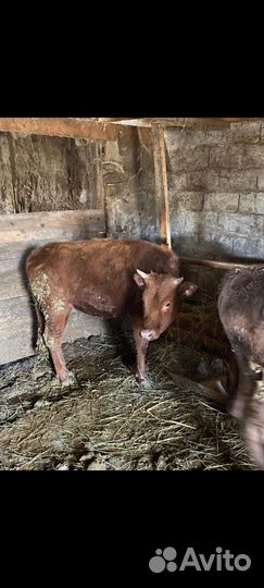 Коровы, телки