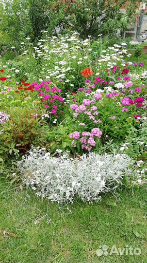 Цветы многолетники