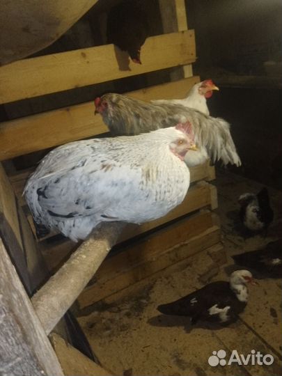 Куры петухи