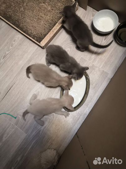 Котята европейской бурмы