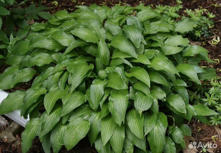 Хоста GreenFountain (грин фонтейн)