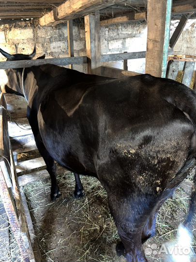 Корова дойная