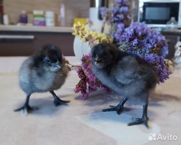 Инкубационное яйцо Ухейилюй, цыплята