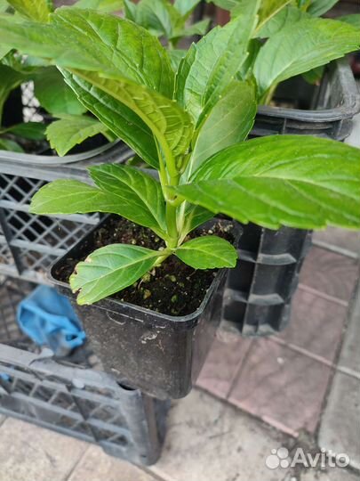 Гортензия крупнолистная