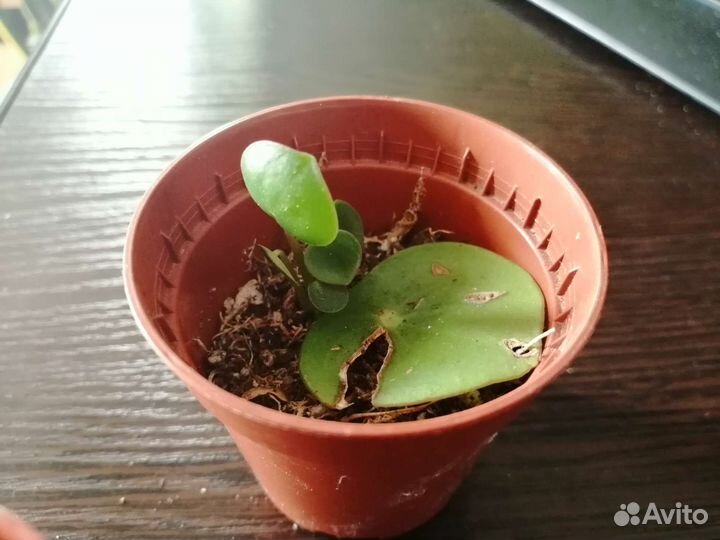 Пеперомия рейндроп