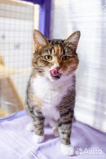 Ласковая кошечка в добрые руки