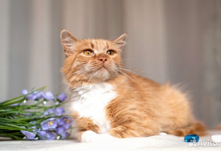 Лиса в добрые руки