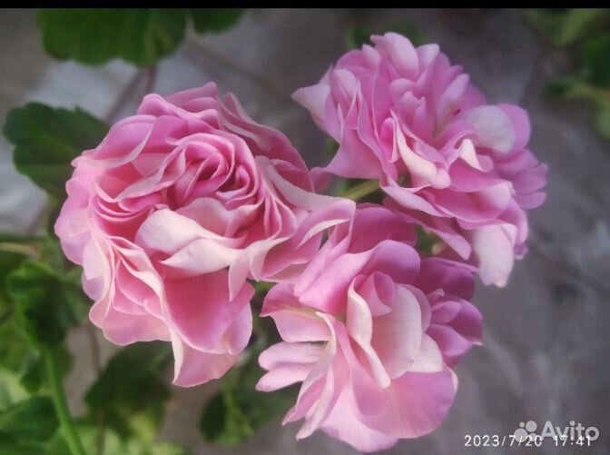 Укоренённые черенки сортовых пеларгоний. Часть 3